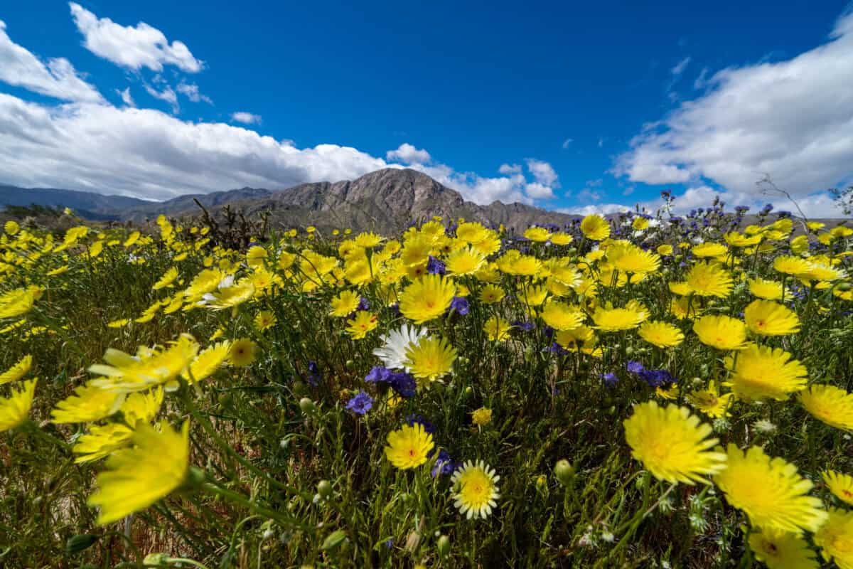 Champ de fleurs sauvages dans le parc national Anza Borrego en Californie du