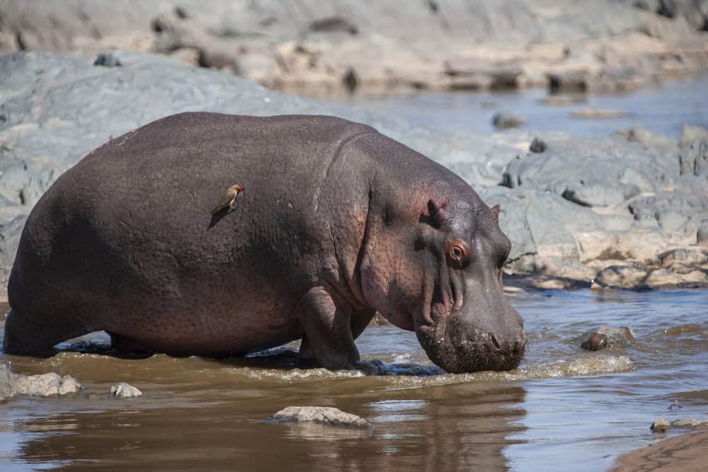 Hippopotame dans le parc national du Serengeti, Tanzanie