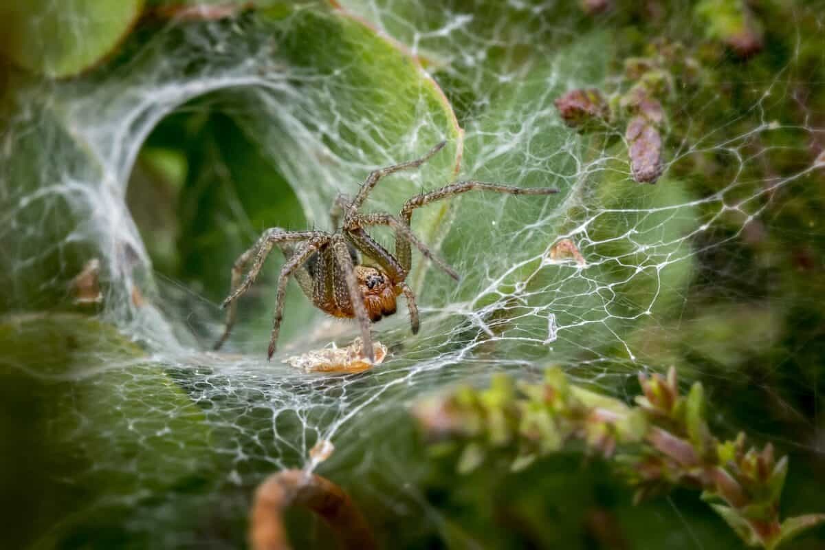 Araignée en forme d'entonnoir