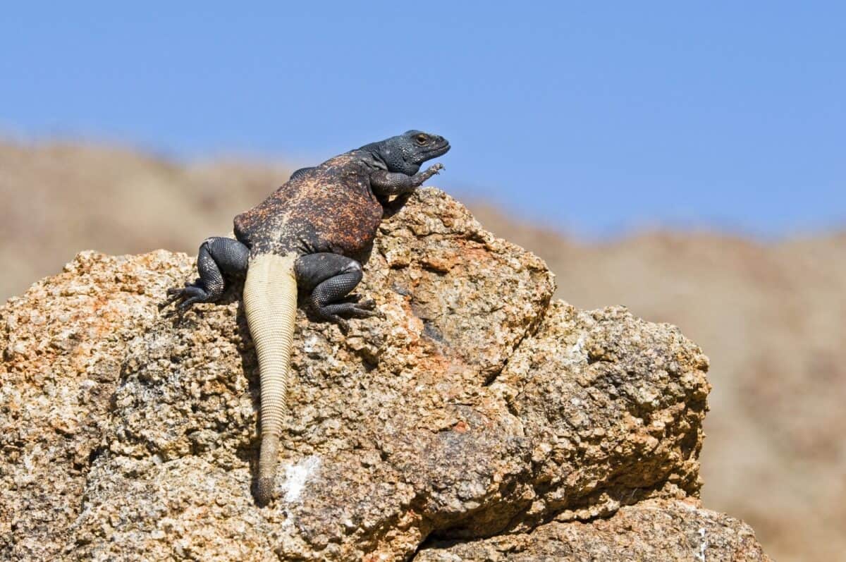 Chuckwalla