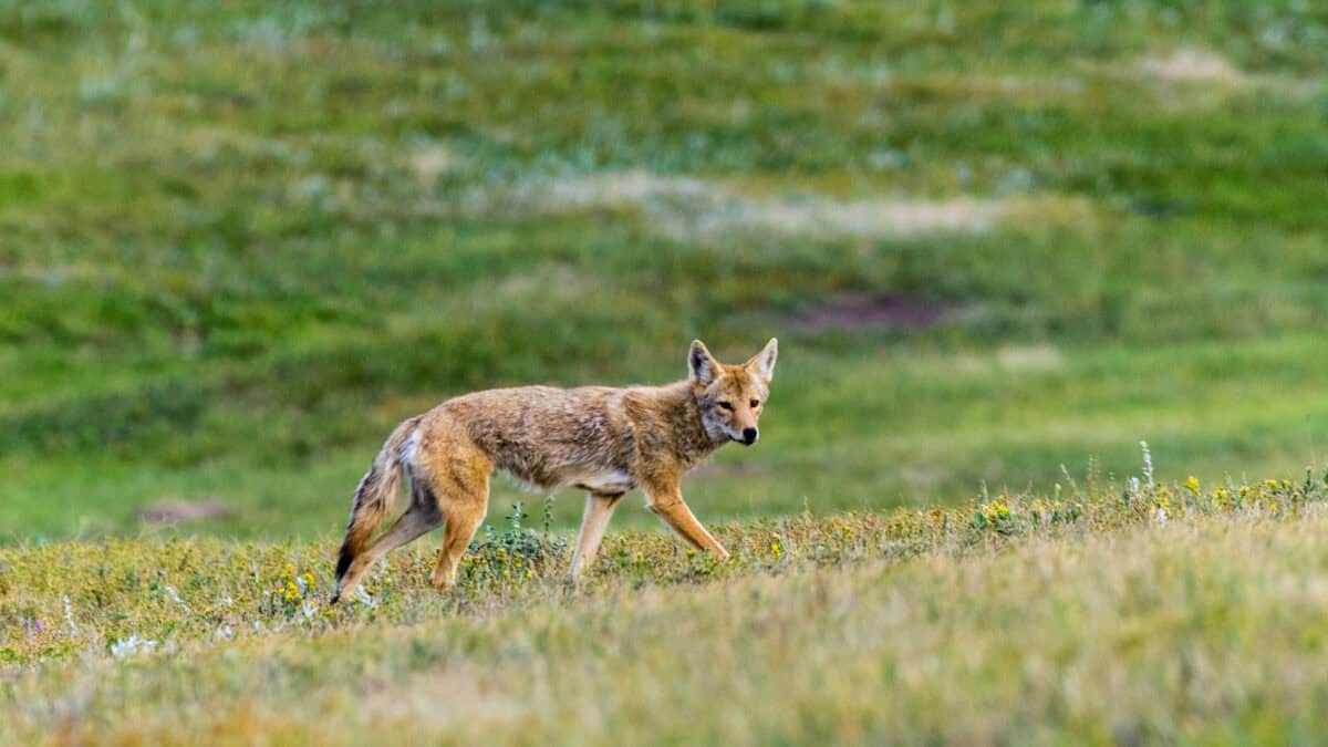 Coyote près de Wind Cave, Dakota du Sud