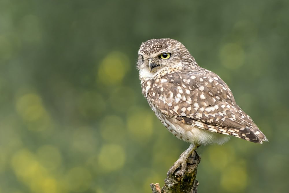 Joli hibou des terriers assis sur une branche.