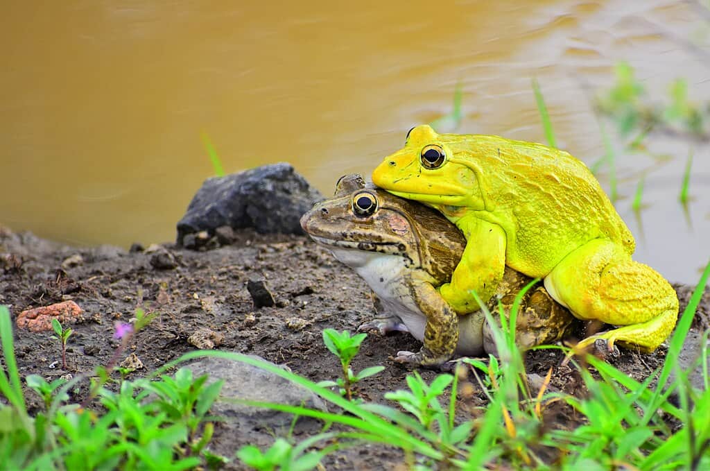Accouplement de grenouilles ouaouarons indiennes