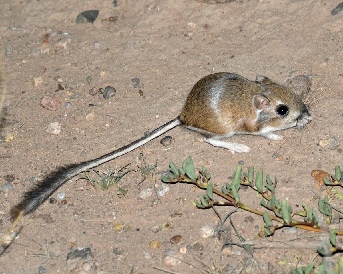 Rat kangourou Merriams