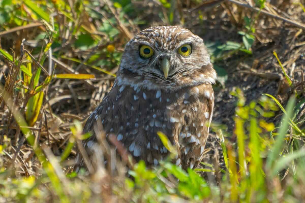 un gros plan d'un oiseau dans un champ d'herbe