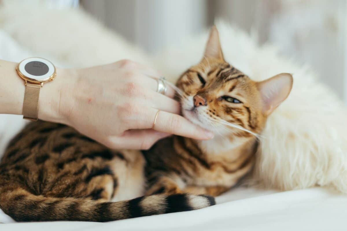 personne tenant un chat brun sur un textile blanc
