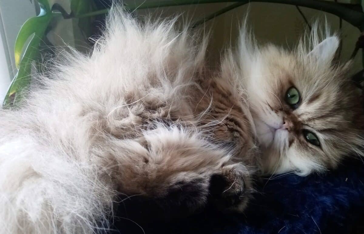chat, persan, duveteux, animal de compagnie, national, félin, animal, chat persan, mieze, velu, pointeur allemand à poils longs, chat, chat persan, chat persan, chat persan, chat persan, chat persan