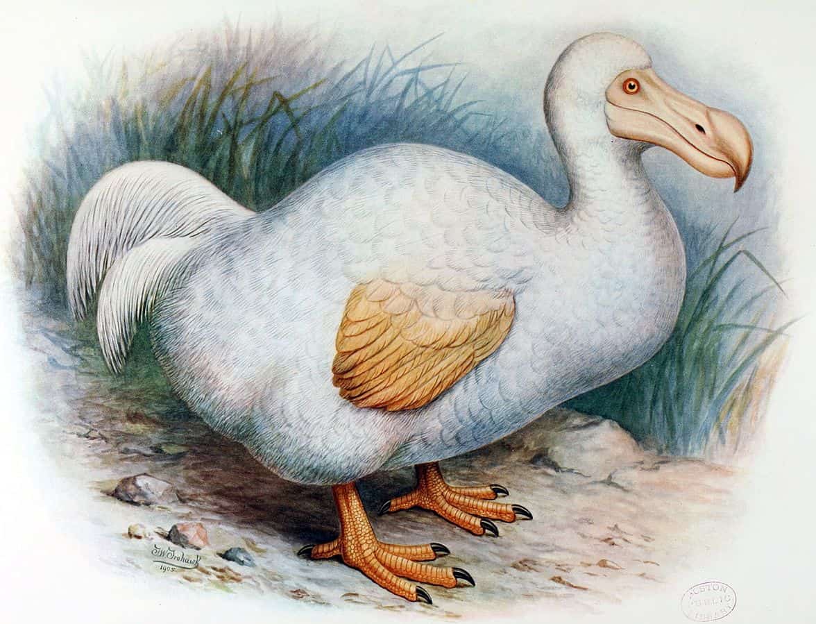 dodo disparu