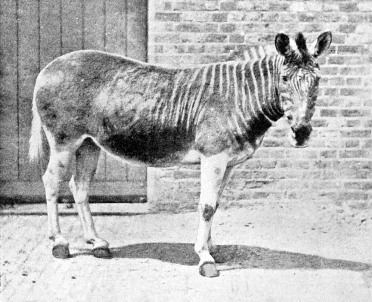 quagga disparu