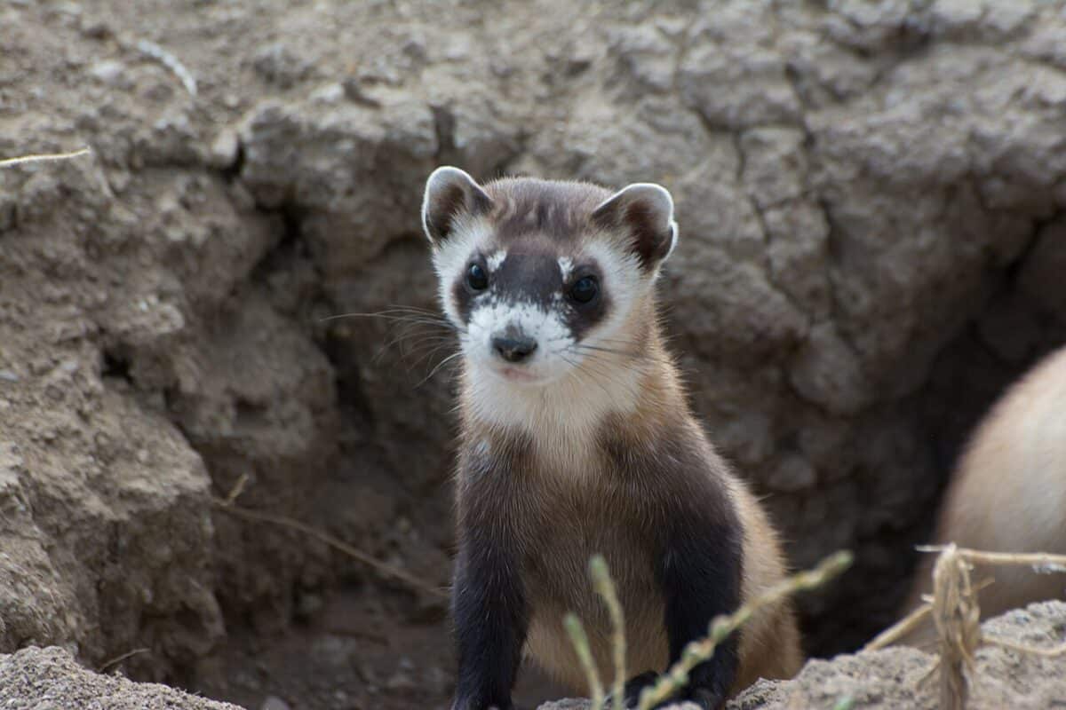 furet à pieds noirs