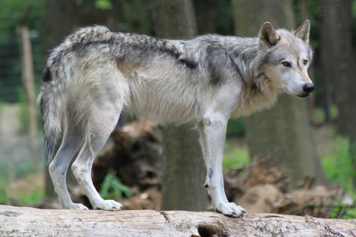loup gris 