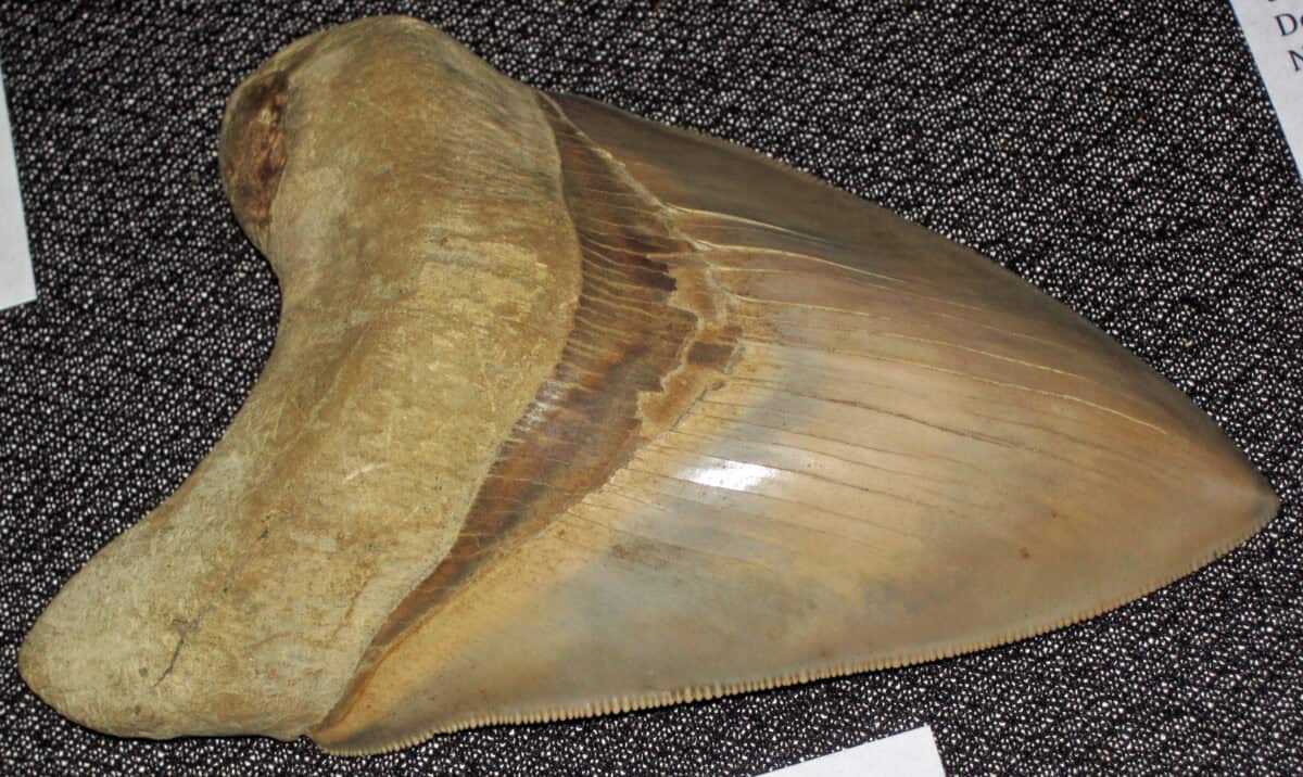 Dent de requin fossile de mégalodon.