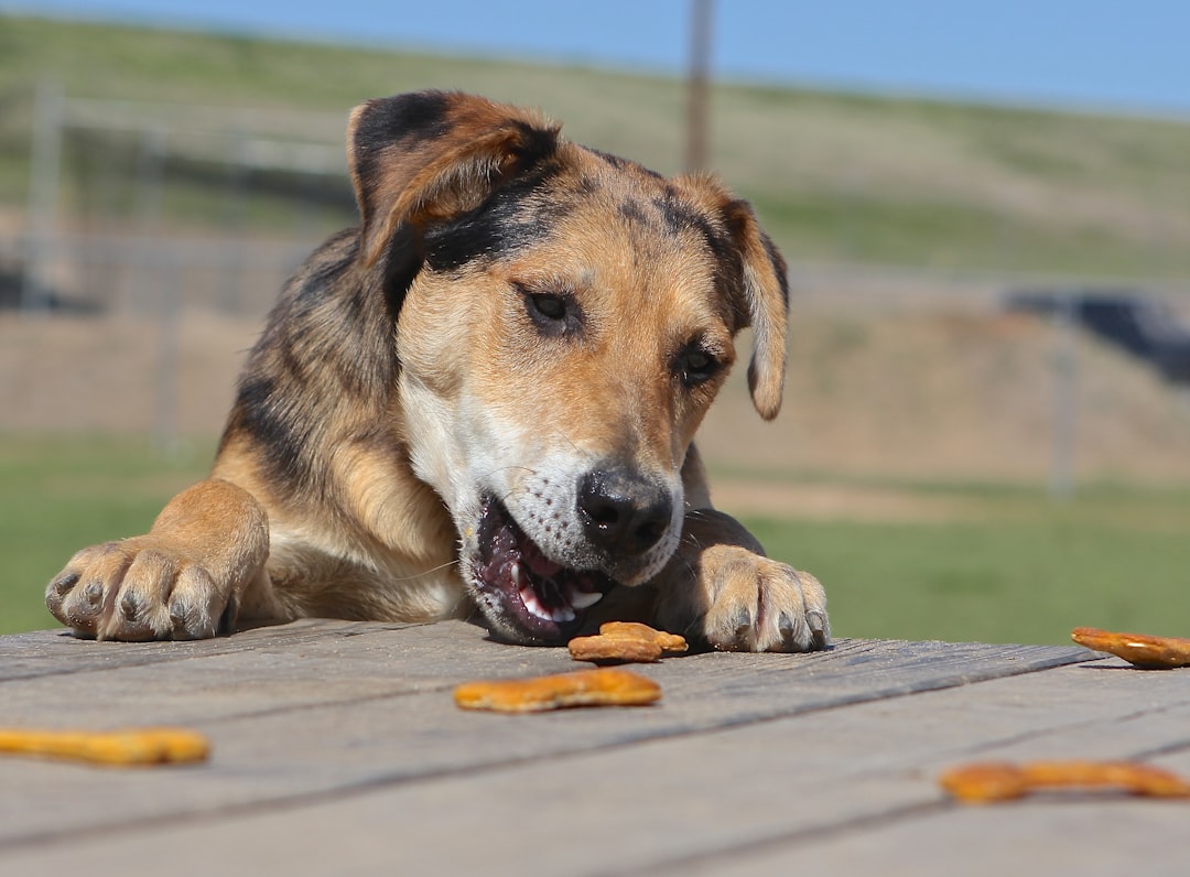 Chien léopard Catahoula (crédits image : unsplash)