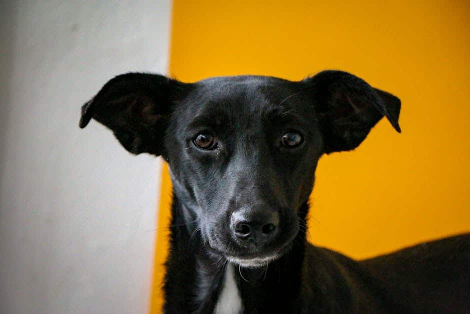 Xoloitzcuintli (crédits image : pexels)