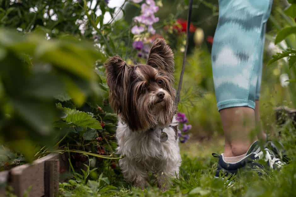 Otterhound (crédits image : pexels)