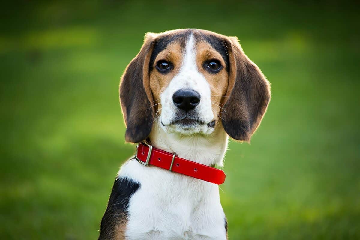 photo peu profonde d'un chien blanc, brun et noir à poil court