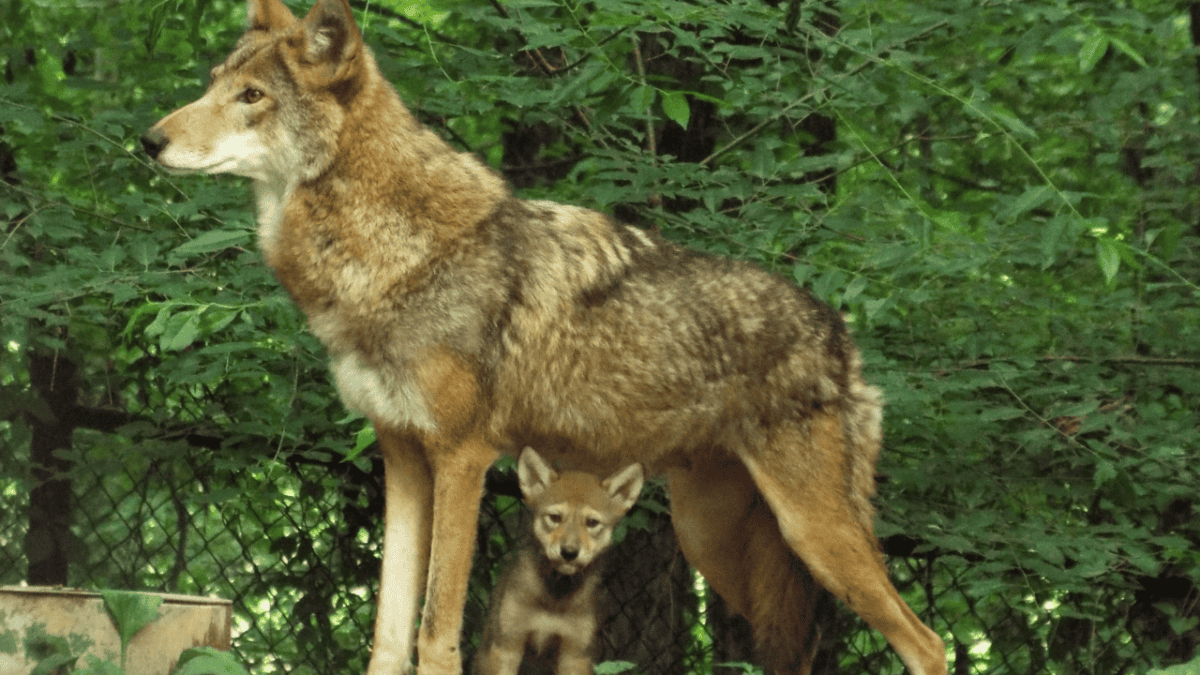 Loup rouge avec un chiot