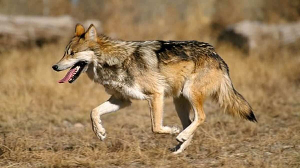 Loup gris mexicain