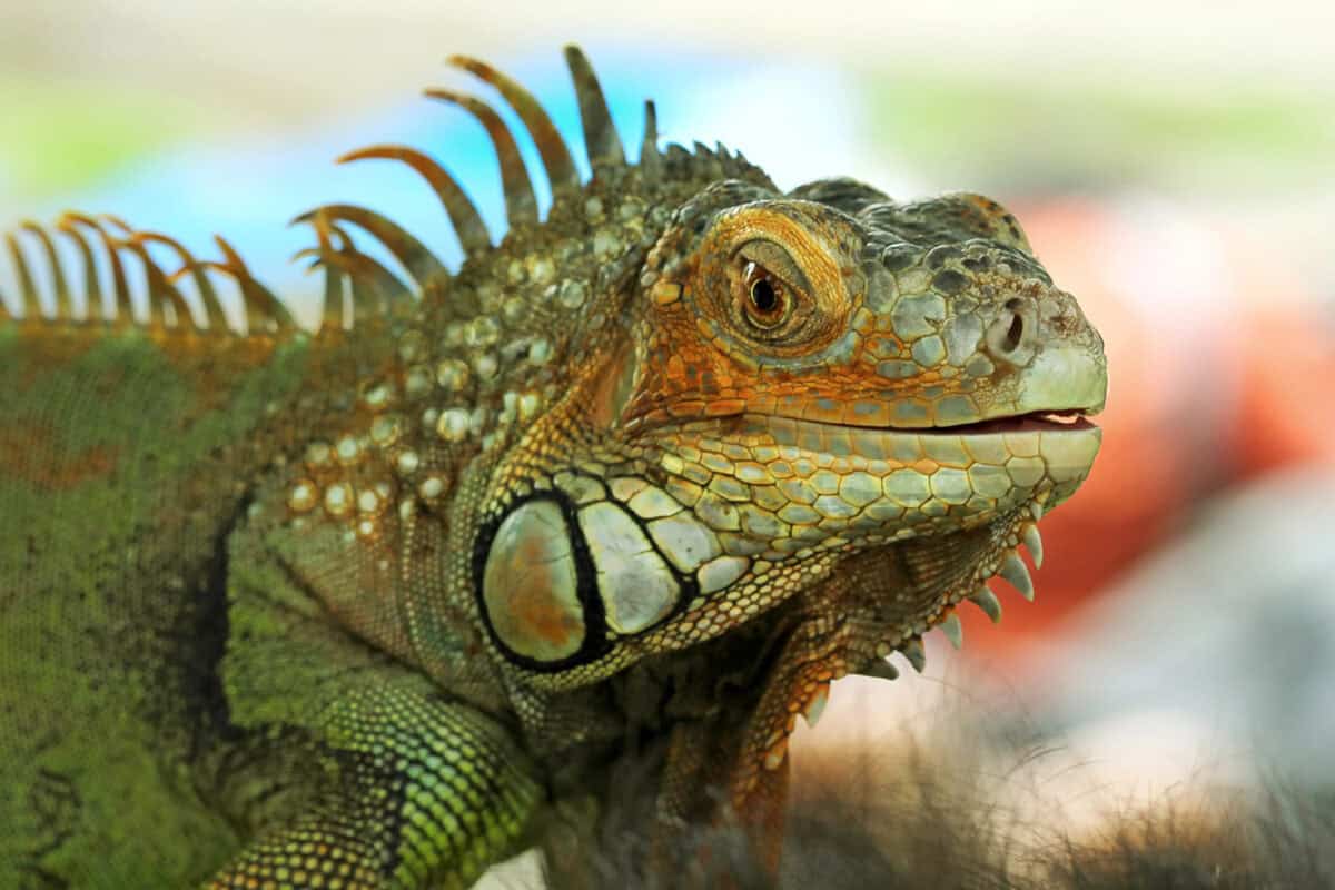iguane