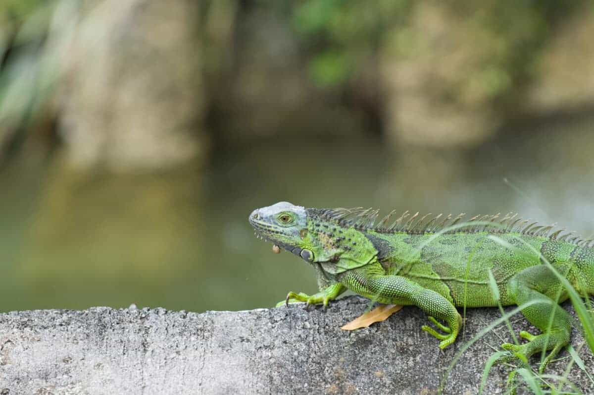 Iguane vert