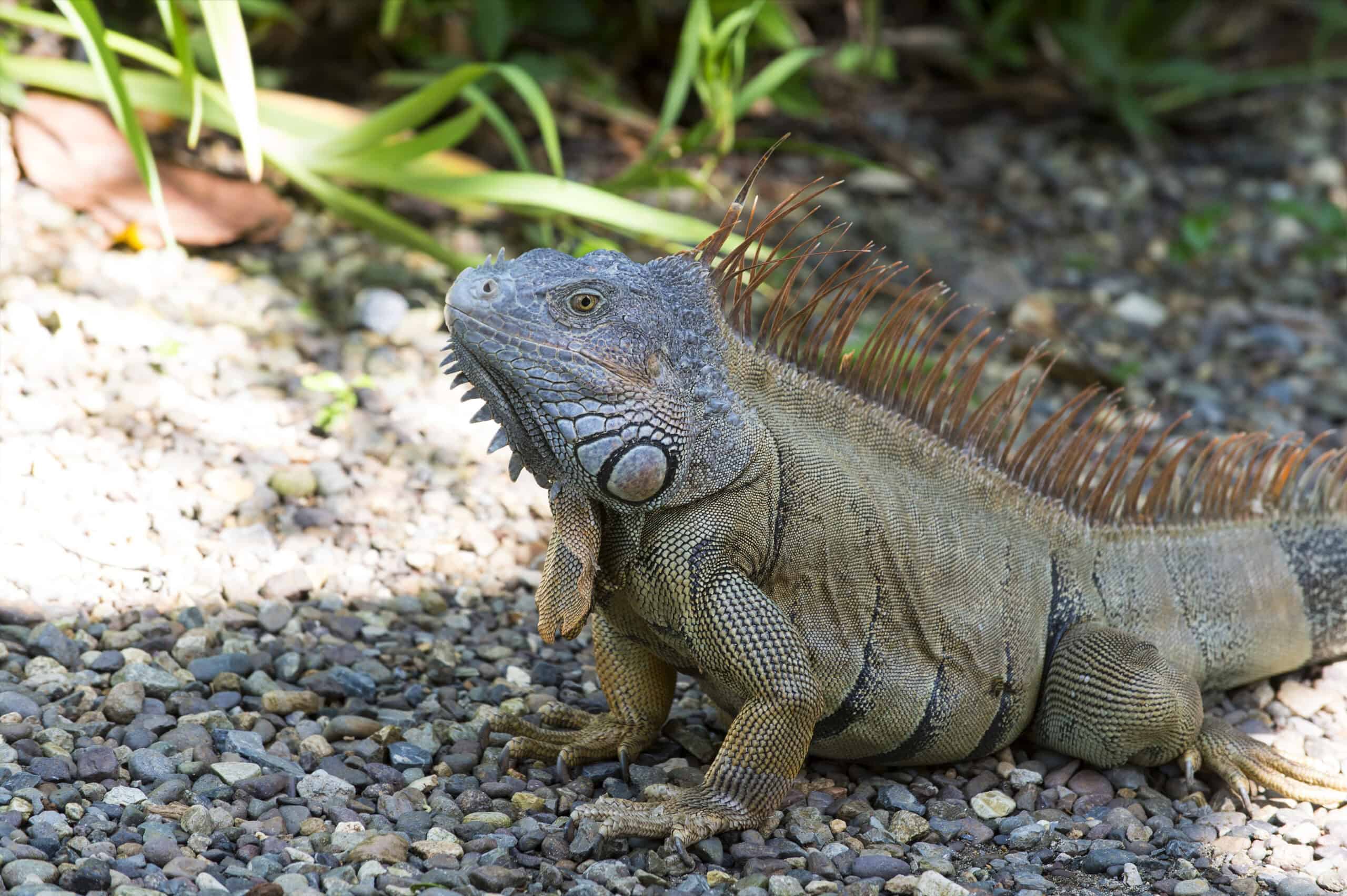 iguane