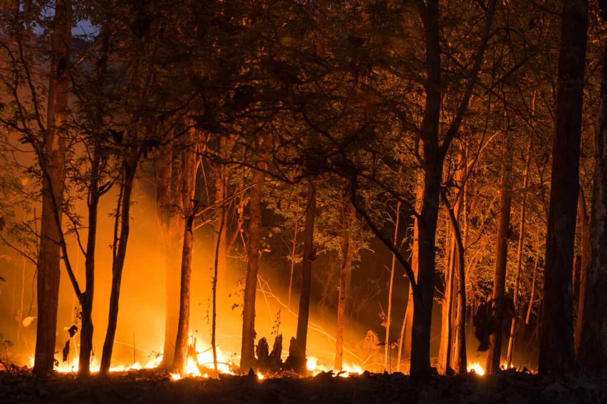 Feu de forêt.