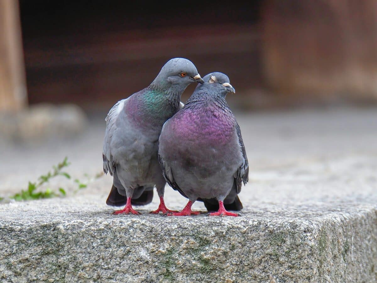 Pigeons