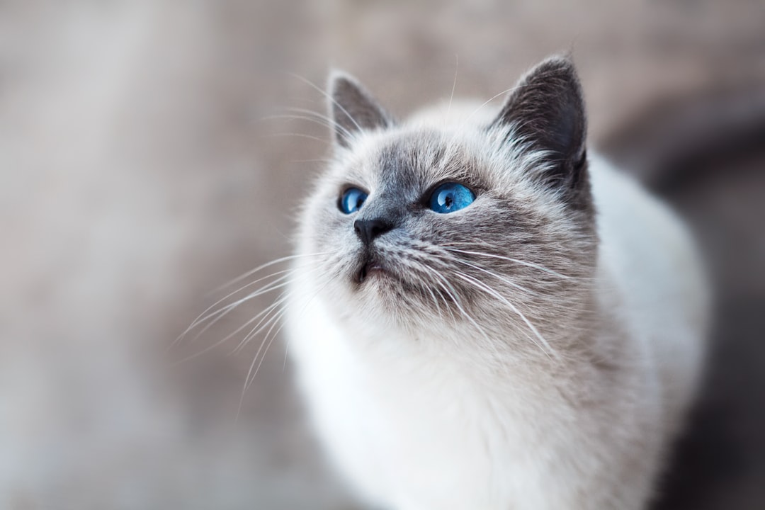 dixIls vous donnent de doux coups de tête ou des nuzzles (crédits image : unsplash)