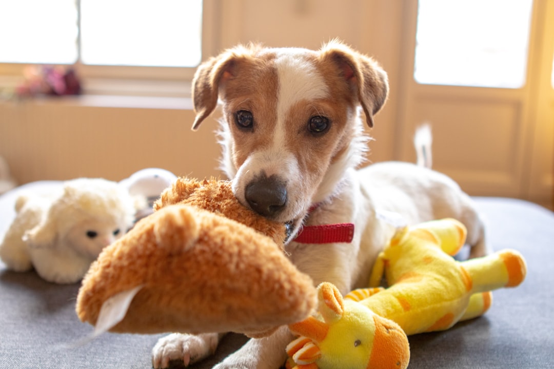 11 Ils vous apportent leurs jouets préférés (crédits image : unsplash)