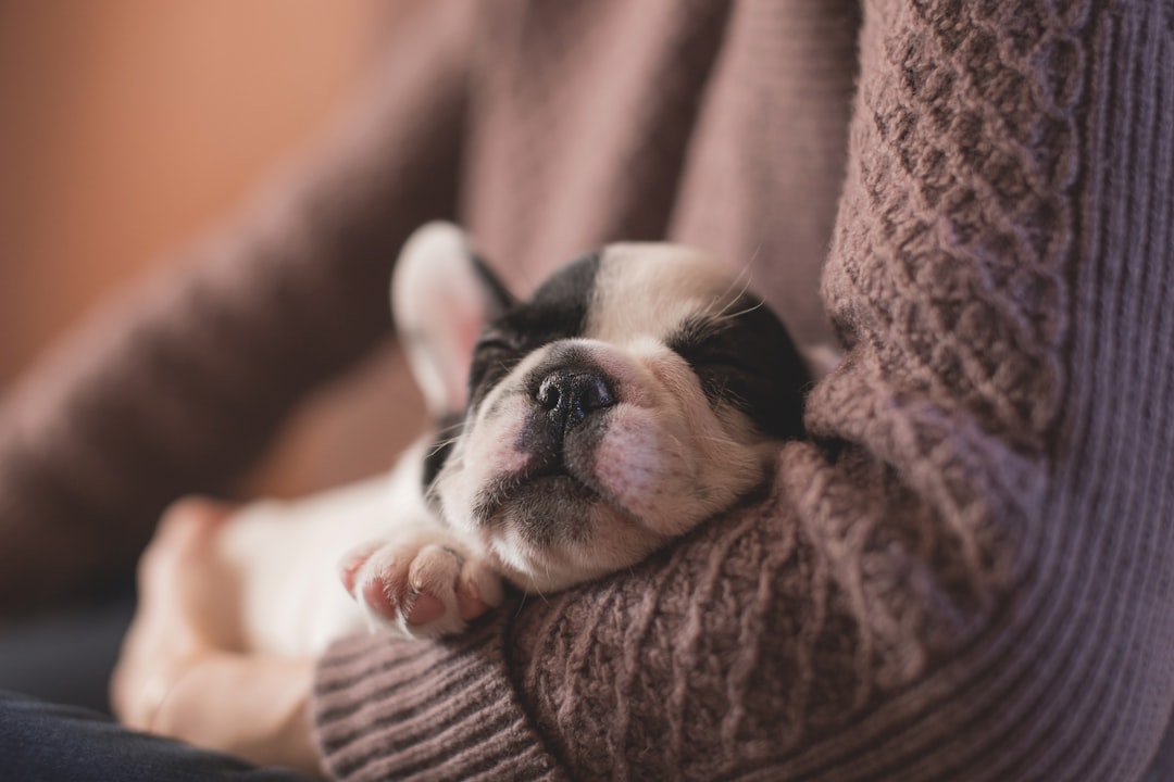 9Ils dorment à côté de vous ou sur vous (crédits image : unsplash)