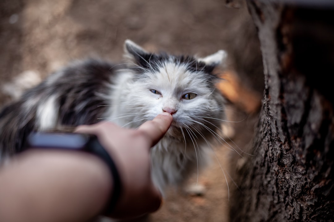 6Ils établissent un contact visuel avec vous (crédits image : unsplash)