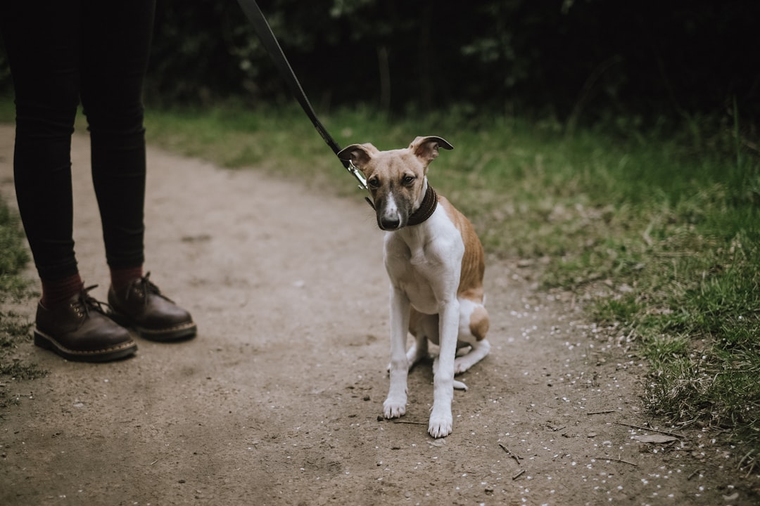 5Ils s'appuient contre vous ou s'assoient sur vos pieds (crédits image : unsplash)