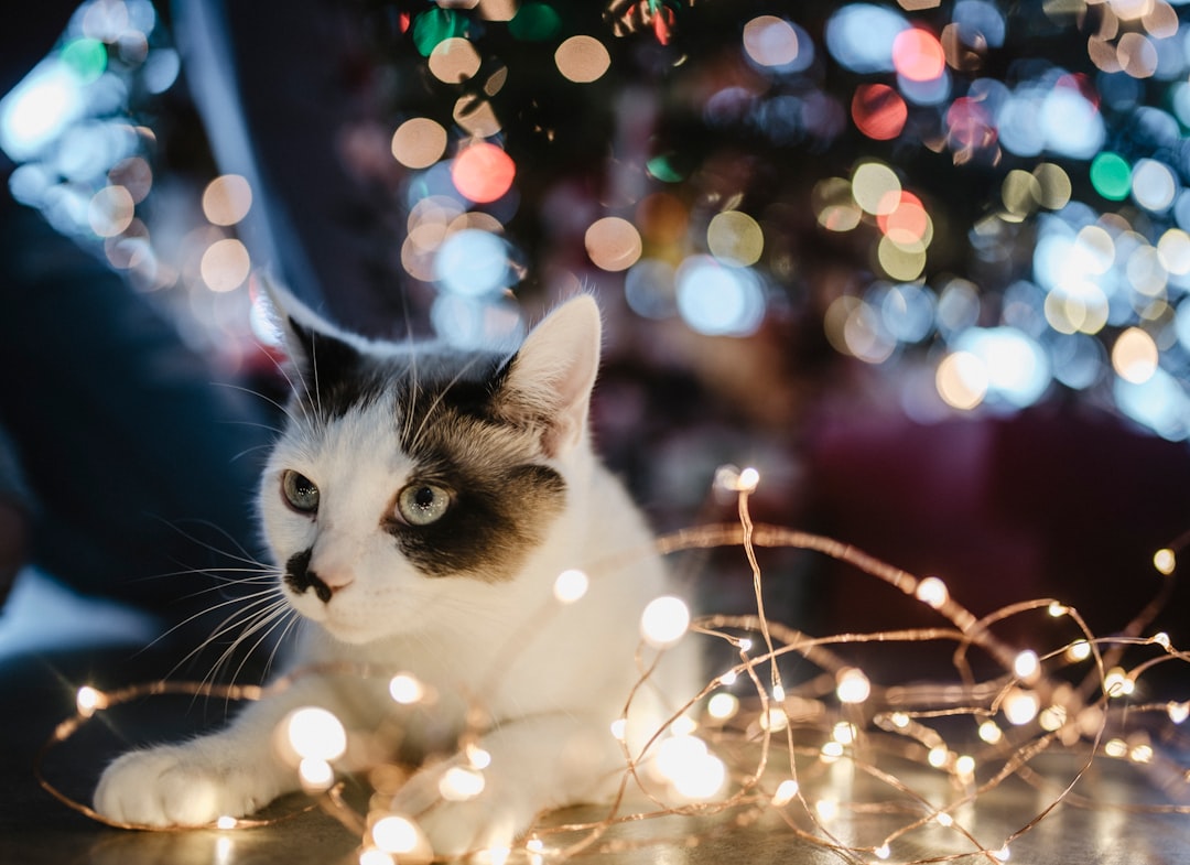 2 Ils vous apportent des « cadeaux » (crédits image : unsplash)