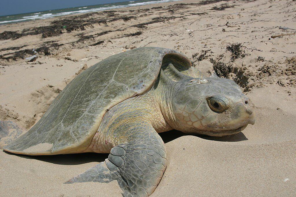 Tortue de mer Ridley de Kemp
