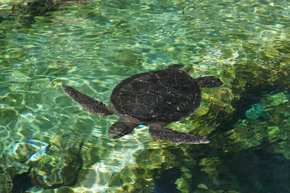 Tortue de mer
