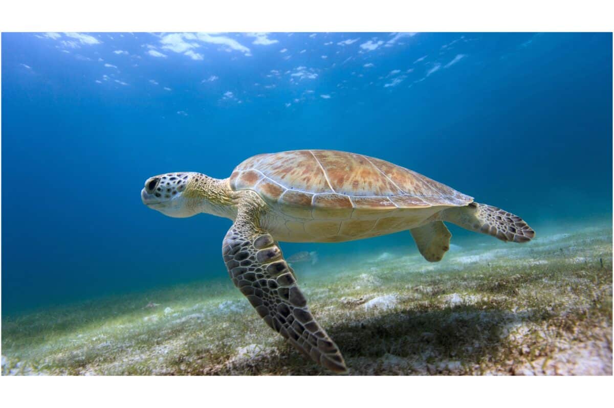 tortue