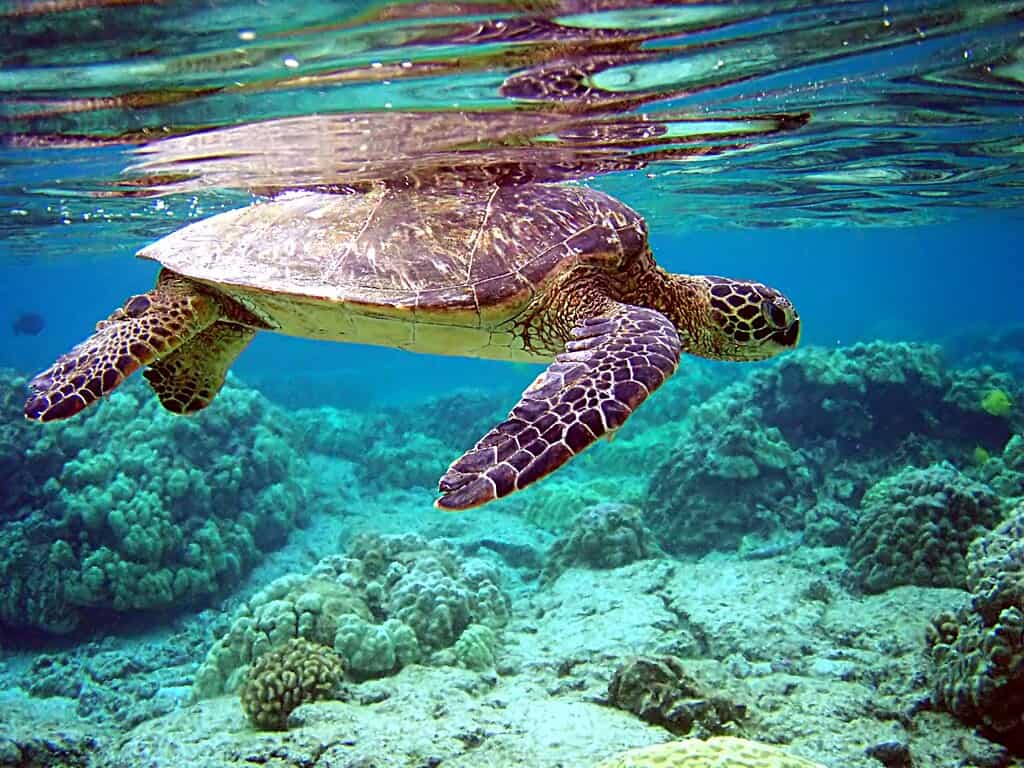 Tortue de mer verte