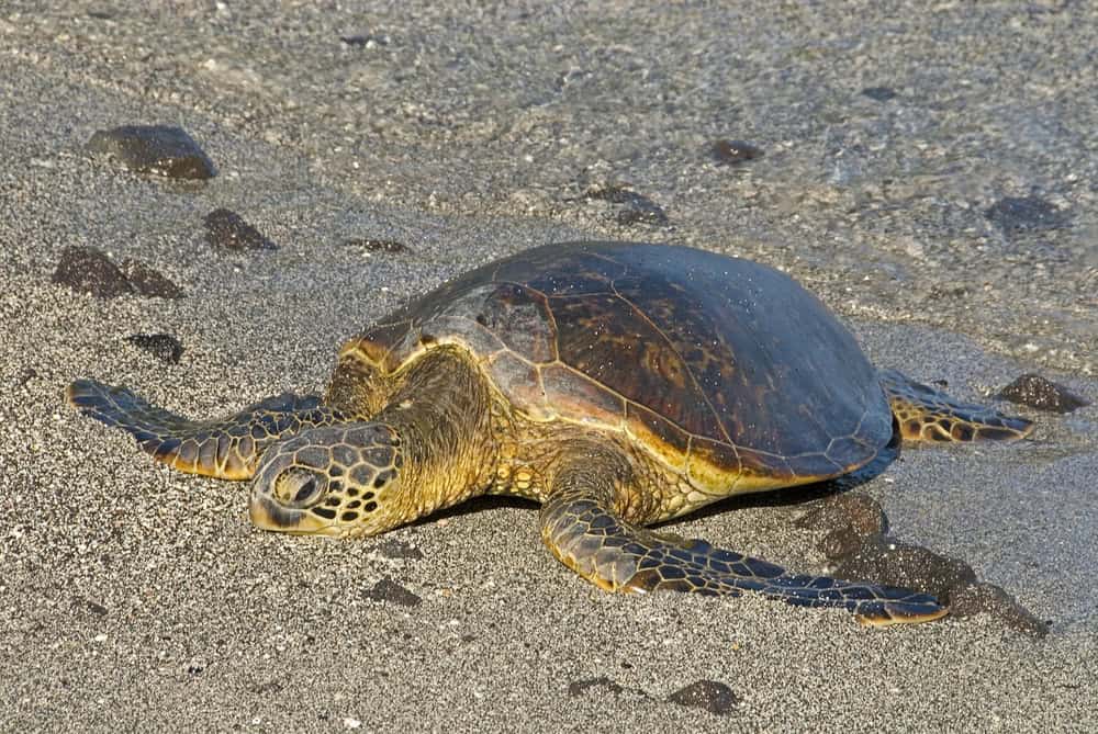 Tortue de mer verte