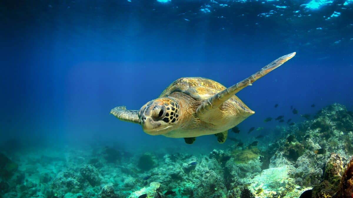 Tortue de mer verte