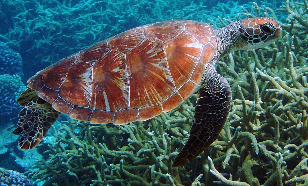 Tortue de mer