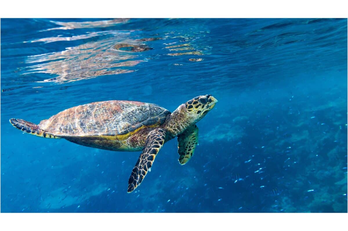 tortue