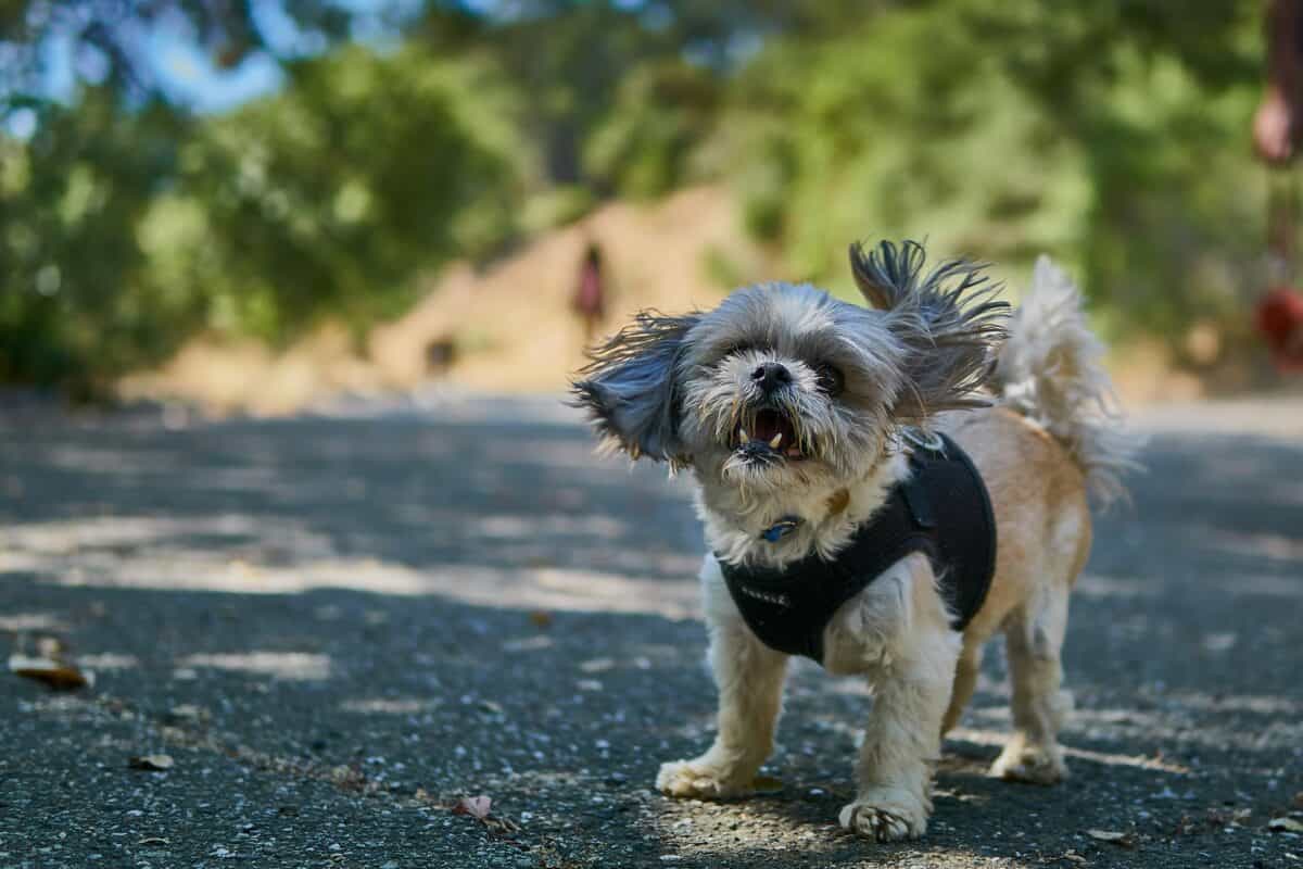 Shih Tzu