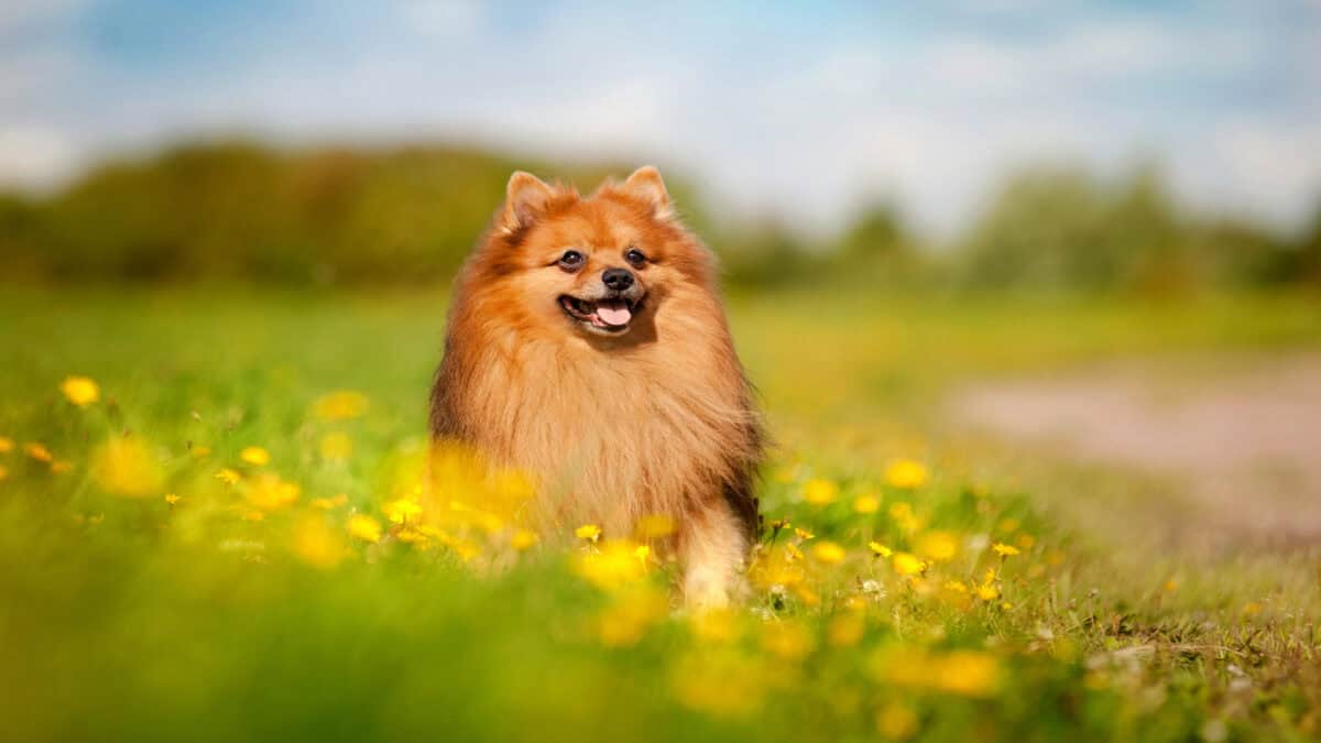 Chien de Poméranie sur un champ fleuri.