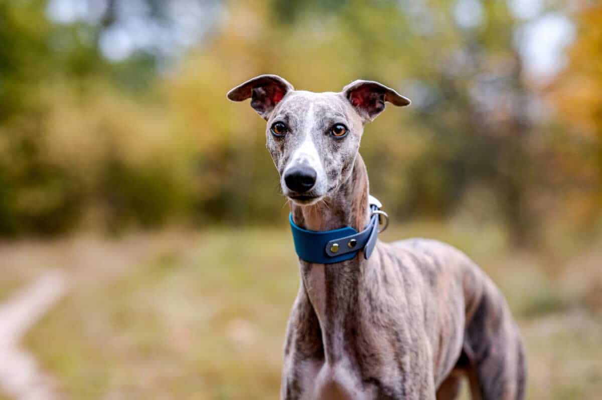 Whippet