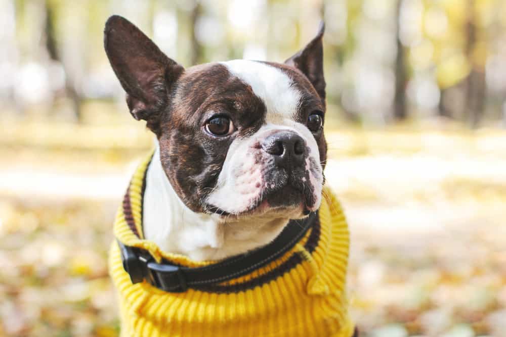 Terrier de Boston
