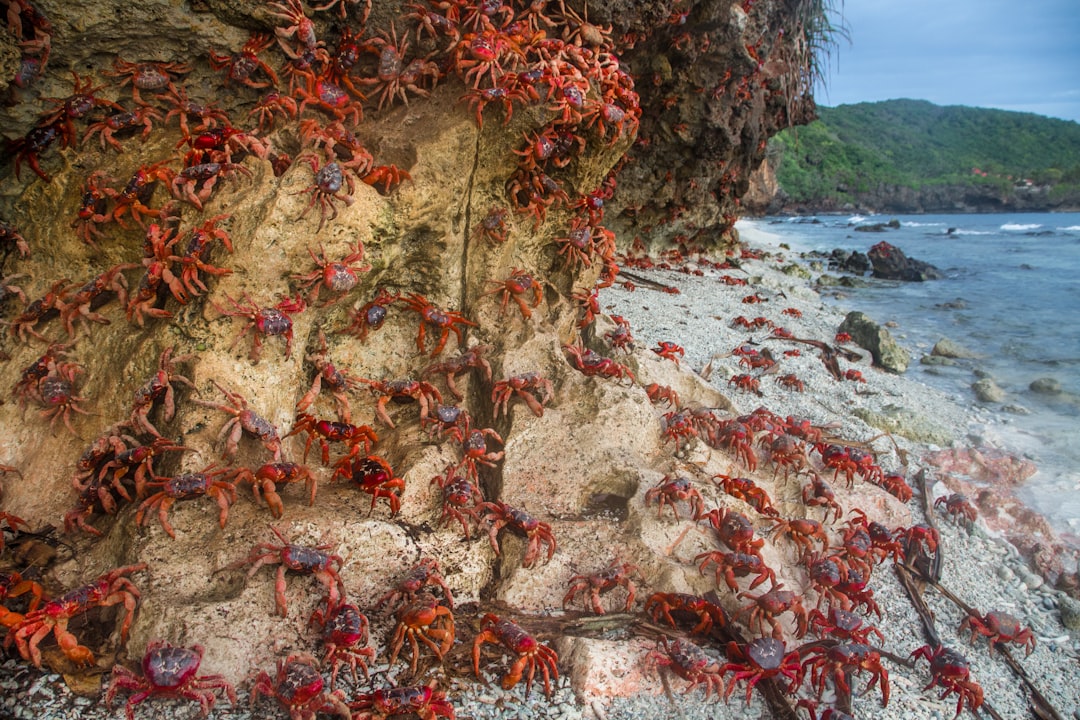 4. Les crabes rouges peignent l'île Christmas en rouge (crédits image : unsplash)