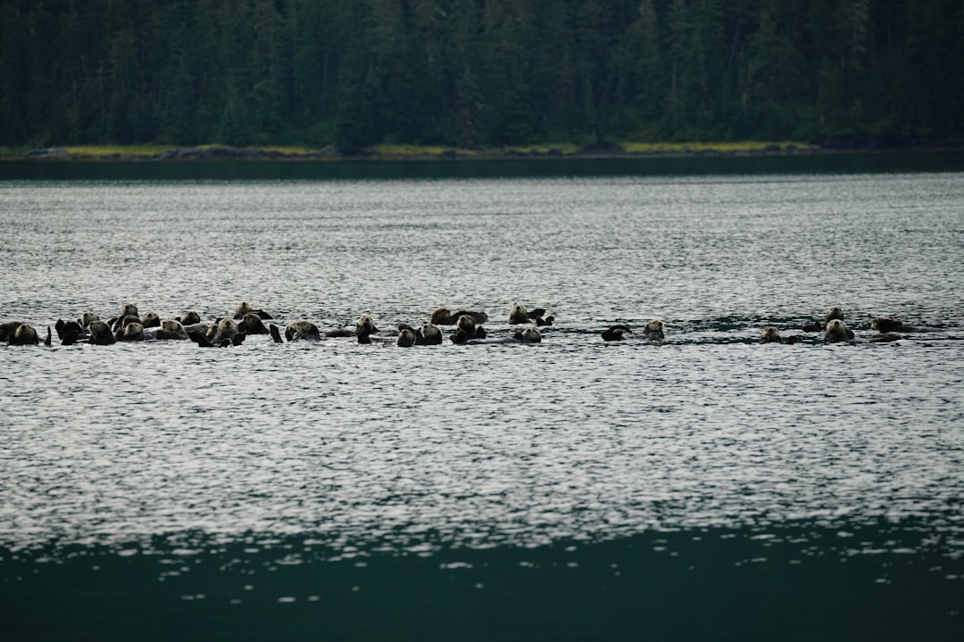 6. Caribou Trek à travers la toundra (crédits image : unsplash)