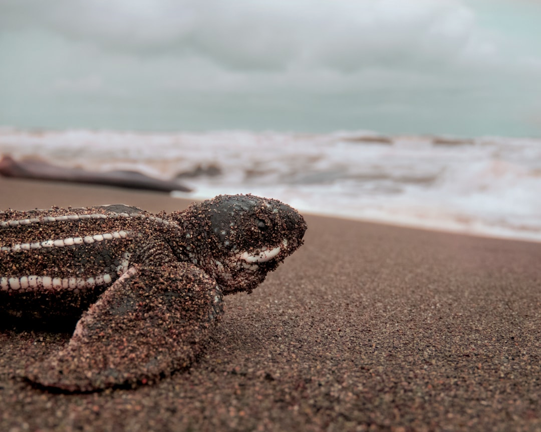 3. Les tortues luth traversent les océans (crédits image : unsplash)
