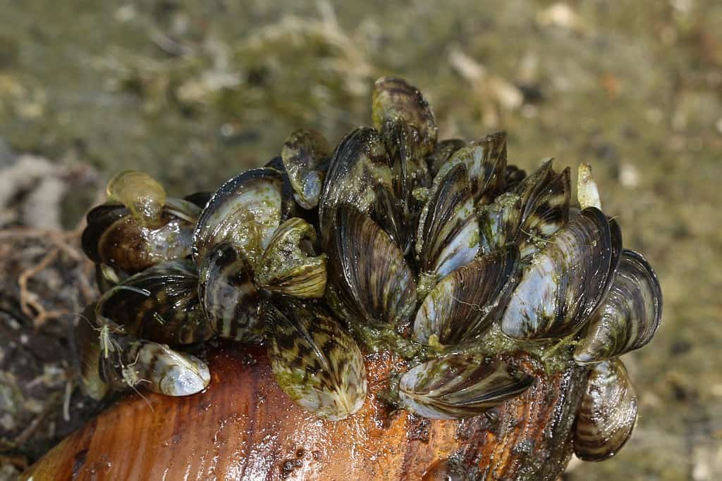 Moules zébrées