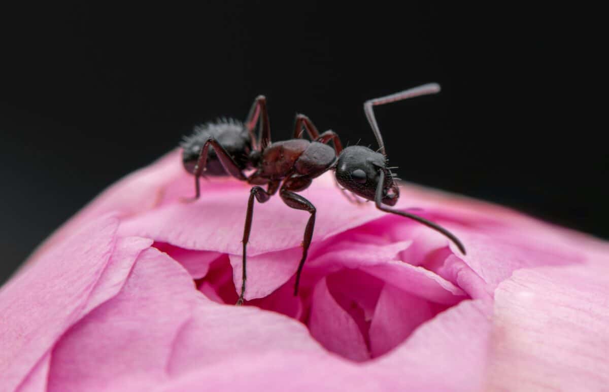 Un couple de fourmis debout au sommet d’une fleur rose